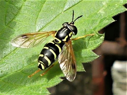 Réf. 285 023 : Chrysotoxum festivum